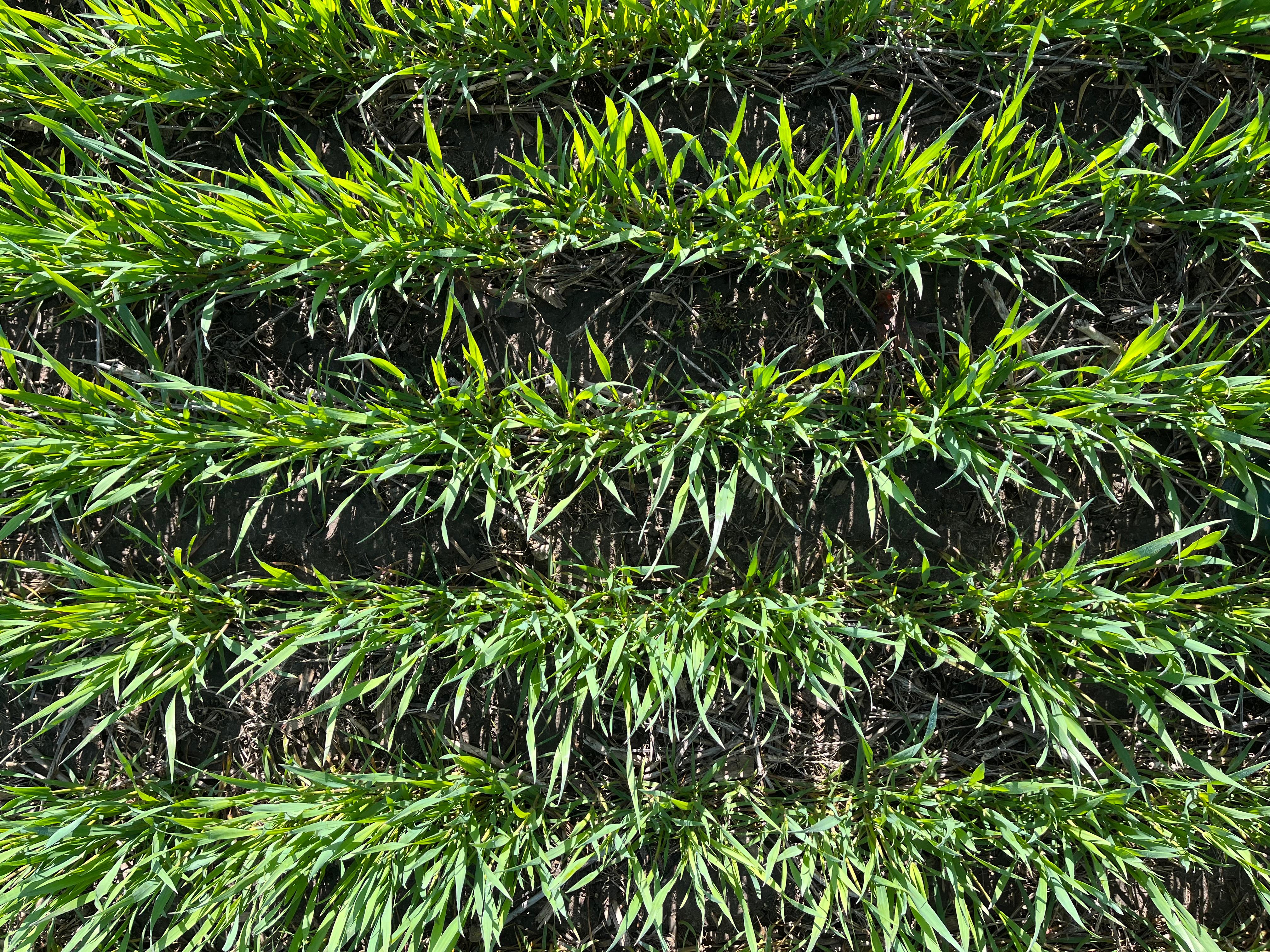 Closeup of wheat crop in a field.